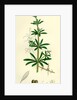 Galium Aparine Goosegrass by Anonymous