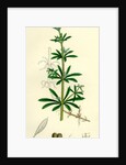 Galium Aparine Goosegrass by Anonymous