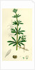 Galium Aparine Goosegrass by Anonymous