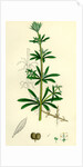 Galium Aparine Goosegrass by Anonymous