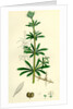Galium Aparine Goosegrass by Anonymous