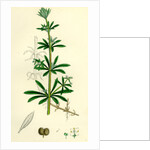 Galium Aparine Goosegrass by Anonymous