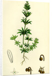 Galium Tricorne Rough Corn Bedstraw by Anonymous