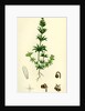 Galium Tricorne Rough Corn Bedstraw by Anonymous