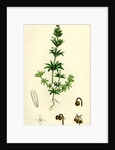 Galium Tricorne Rough Corn Bedstraw by Anonymous
