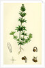 Galium Tricorne Rough Corn Bedstraw by Anonymous