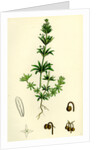 Galium Tricorne Rough Corn Bedstraw by Anonymous