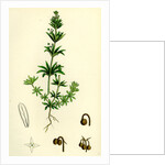 Galium Tricorne Rough Corn Bedstraw by Anonymous