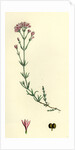 Asperula Cynanchica Squinancy-Wort by Anonymous