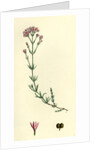 Asperula Cynanchica Squinancy-Wort by Anonymous
