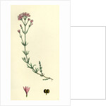 Asperula Cynanchica Squinancy-Wort by Anonymous