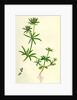 Asperula Arvensis Field Woodruff by Anonymous