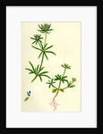Asperula Arvensis Field Woodruff by Anonymous