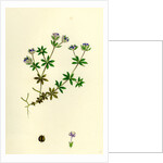 Sherardia Arvensis Blue Field Madder by Anonymous