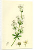 Galium Erectum Var. Aristatum Narrow-Leaved Great Bedstraw Var. Y. by Anonymous