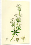 Galium Erectum Var. Aristatum Narrow-Leaved Great Bedstraw Var. Y. by Anonymous
