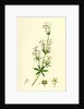 Galium Erectum Var. Aristatum Narrow-Leaved Great Bedstraw Var. Y. by Anonymous