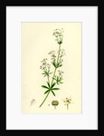 Galium Erectum Var. Aristatum Narrow-Leaved Great Bedstraw Var. Y. by Anonymous