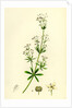 Galium Erectum Var. Aristatum Narrow-Leaved Great Bedstraw Var. Y. by Anonymous