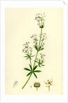 Galium Erectum Var. Aristatum Narrow-Leaved Great Bedstraw Var. Y. by Anonymous
