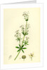 Galium Erectum Var. Aristatum Narrow-Leaved Great Bedstraw Var. Y. by Anonymous