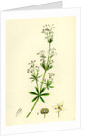 Galium Erectum Var. Aristatum Narrow-Leaved Great Bedstraw Var. Y. by Anonymous