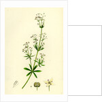 Galium Erectum Var. Aristatum Narrow-Leaved Great Bedstraw Var. Y. by Anonymous