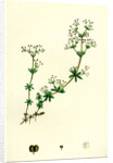 Galium Saxatile Heath Bedstraw by Anonymous