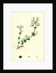 Galium Saxatile Heath Bedstraw by Anonymous