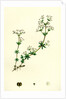 Galium Saxatile Heath Bedstraw by Anonymous