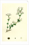 Galium Saxatile Heath Bedstraw by Anonymous