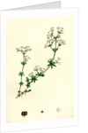 Galium Saxatile Heath Bedstraw by Anonymous