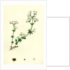 Galium Saxatile Heath Bedstraw by Anonymous