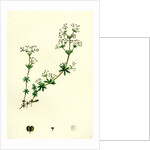 Galium Saxatile Heath Bedstraw by Anonymous