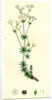 Galium Sylvestre Slender Bedstraw by Anonymous