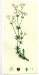 Galium Sylvestre Slender Bedstraw by Anonymous