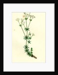 Galium Sylvestre Slender Bedstraw by Anonymous