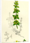 Galium Cruciatum Mugwort by Anonymous