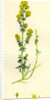 Galium Verum Yellow Bedstraw by Anonymous