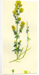 Galium Verum Yellow Bedstraw by Anonymous