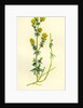 Galium Verum Yellow Bedstraw by Anonymous