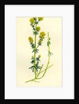 Galium Verum Yellow Bedstraw by Anonymous