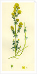 Galium Verum Yellow Bedstraw by Anonymous