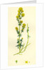 Galium Verum Yellow Bedstraw by Anonymous