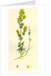 Galium Verum Yellow Bedstraw by Anonymous