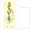 Galium Verum Yellow Bedstraw by Anonymous