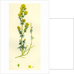 Galium Verum Yellow Bedstraw by Anonymous