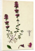 Thymus Chamaedrys Larger Wild Thyme by Anonymous