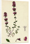 Thymus Chamaedrys Larger Wild Thyme by Anonymous
