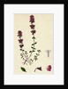 Thymus Chamaedrys Larger Wild Thyme by Anonymous